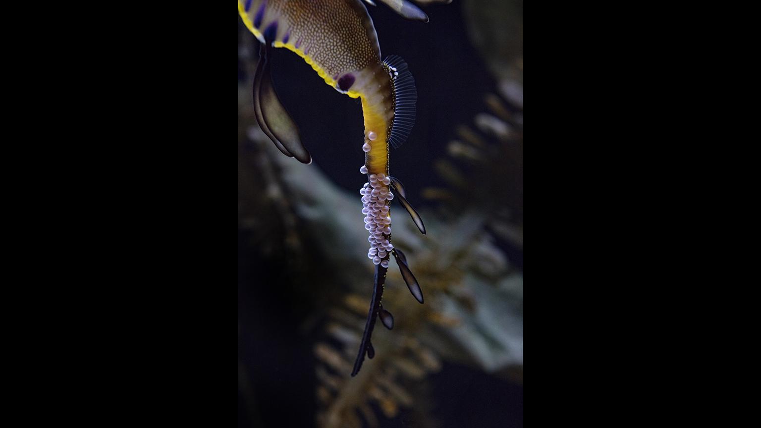 Shedd Sea Dragons Complete Rare Egg Transfer, Male Now Pregnant